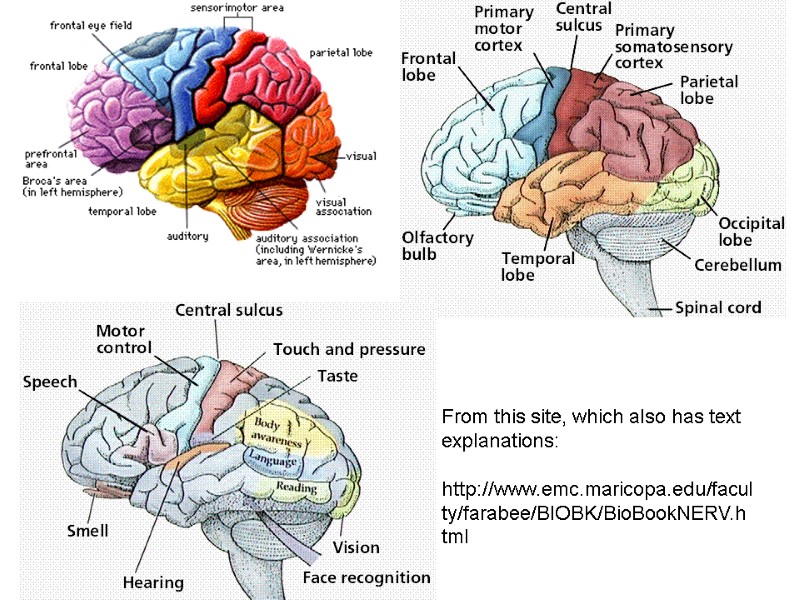 From this site, which also has text explanations:  http://www.emc.maricopa.edu/faculty/farabee/BIOBK/BioBookNERV.html